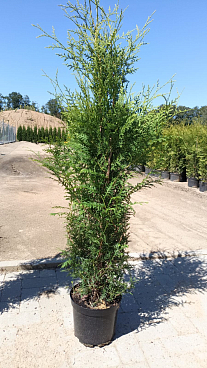 Туя западная Брабант