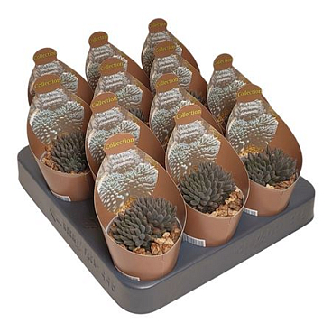 Sinocrassula Yunnanensis Potcover Pot Ø 6,5 With P