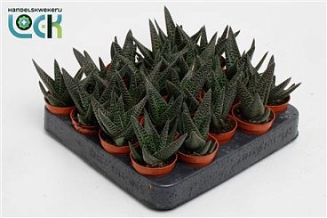 Haworthia Gasworthia Royal Highness