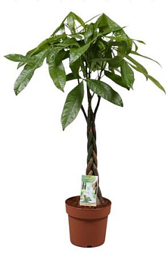Pachira Aquatiqa Twisted Stem