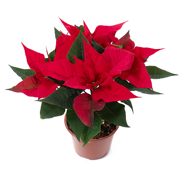 Пуансеттия красная