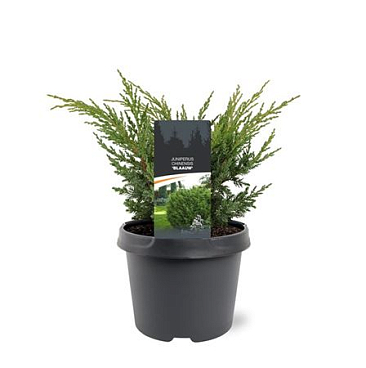 Juniperus Chinensis Blue