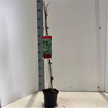 Parthenocissus Tr Veitchii On Stick