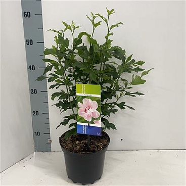 Hibiscus Syr Leopoldii