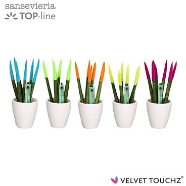 Sansevieria Velvet Touchz® Mix Ibiza