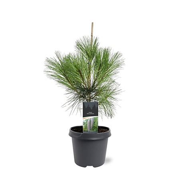Pinus Wallichiana
