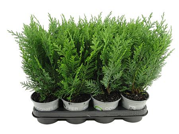 Chamaecyparis Lawsoniana Columnaris