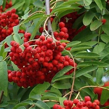 Рябина обыкновенная Красная Крупная штамб