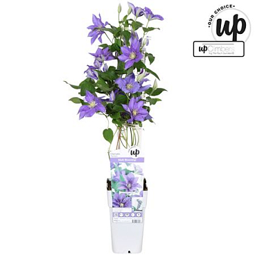 Clematis Olympia