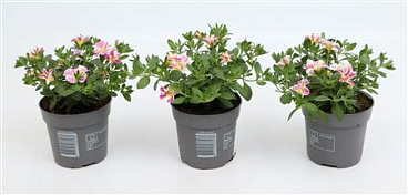 Calibrachoa Double Loopy Pink