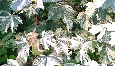 Клен ложноплатановый Эрмитаж штамб 120