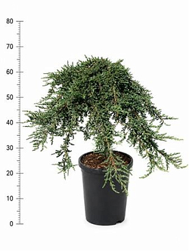 Juniperus Comm Green Carpet On Stem