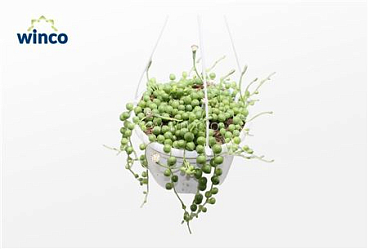 Senecio Rowleyanus 'string Of Pearls' (basket)