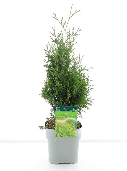 Туя западная Холмструп