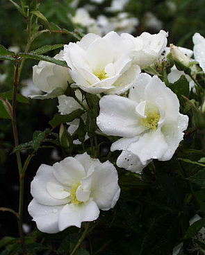 Роза парковая Морден Сноубьюти