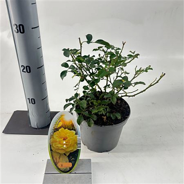 Rosa (t) Candella