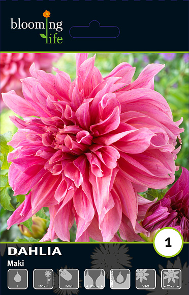 Георгина декоративная Маки