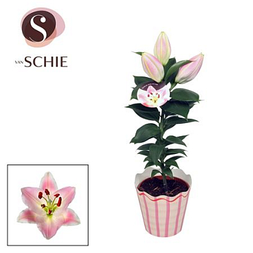 Lilium Or Souvenir Solo Potcover