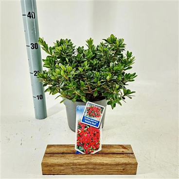 Rhododendron (aj) Geisha Red
