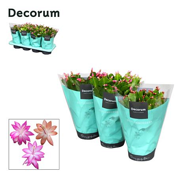 Schlumbergera Mix (decorum)