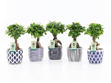 Ficus Ginseng In Delft-blue Ceramic