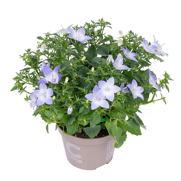 Кампанула изофилла Берлин Биколор