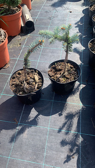 Ель колючая Биалобок