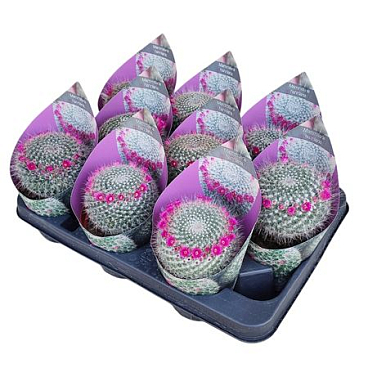 Mammillaria Hahniana Potcover