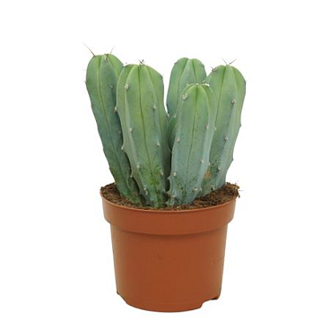 Myrtillocactus Geometrizans