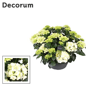 Hydrangea Ma White 25+ (decorum)