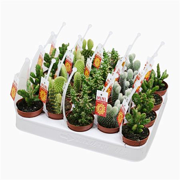 Opuntia Mix Picker+etiket