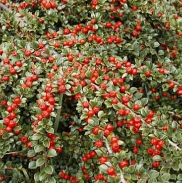 Кизильник Корал Бьюти в тубе