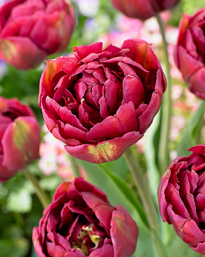 Тюльпан махровый ранний Понтиак