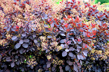 Скумпия кожевенная Роял Пёрпл штамб