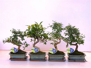Bonsai Mix Shape With Drip Tray