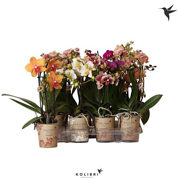 Phal Little Kolibri 3st Mix 40+ (ok)