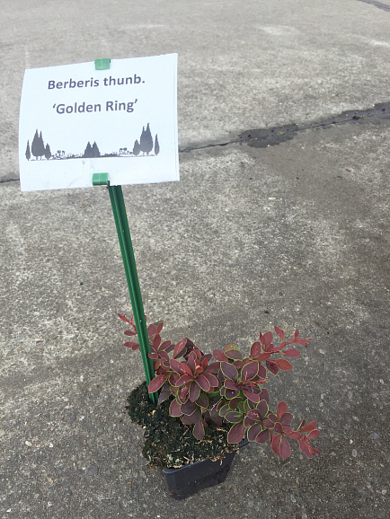 Барбарис тунберга Голден Ринг