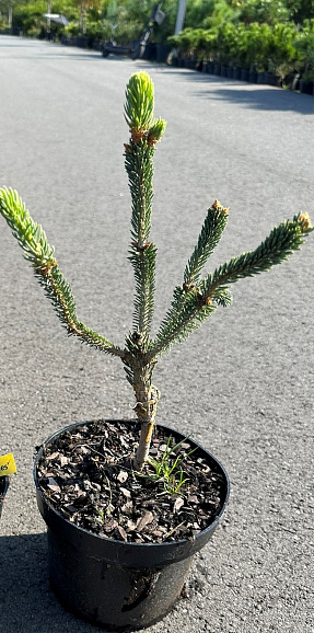 Ель канадская Араукариодес