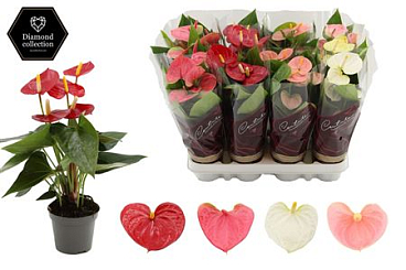 Anth An 4 Colour Mix 3+ Diamond Sleeve