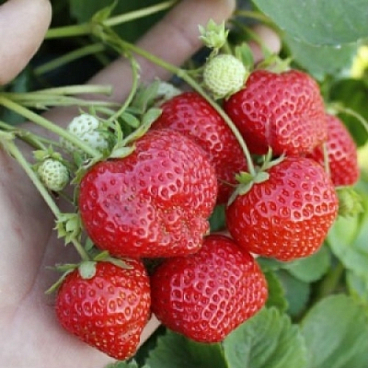 Земляника Гармония