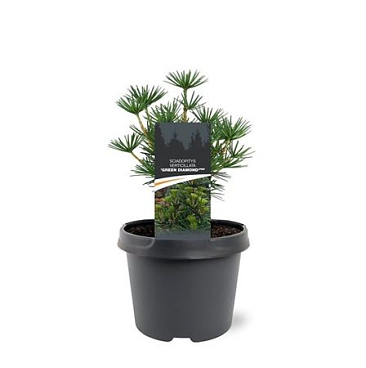 Sciadopitys Verticillata Green Diamond