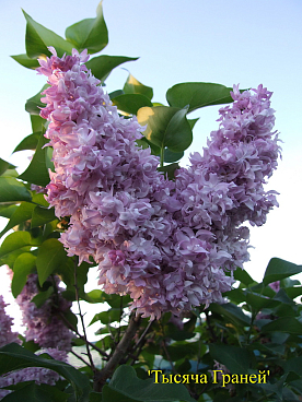 Сирень обыкновенная Тысяча Граней