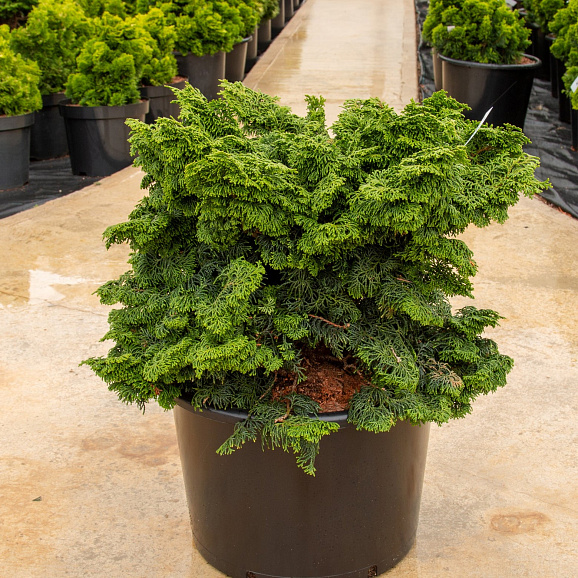 Кипарисовик туполистный Костери