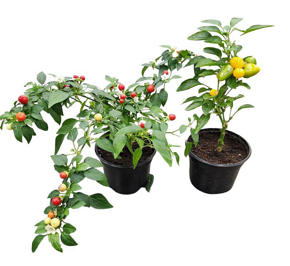 Капсикум Микс