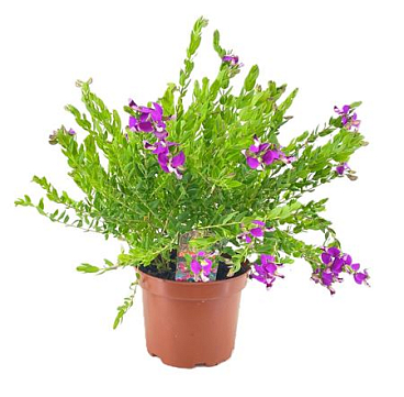Polygala Dalmaisiana