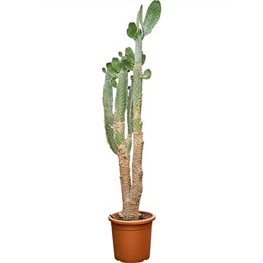 Opuntia Consolea