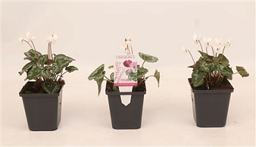 Cyclamen Hed White