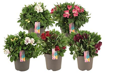 Alstroemeria Inticancha Mix