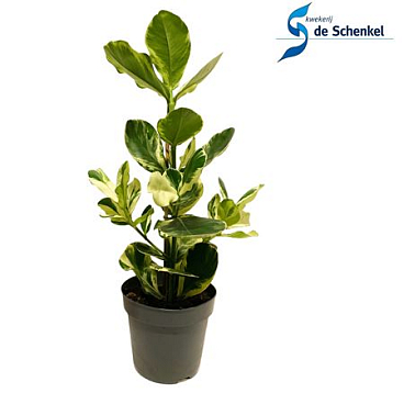 Clusia Rosea White Star