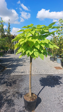 Катальпа бигнониевая Нана штамб 120